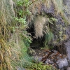 Plants: image 77 Of 208 Thumb